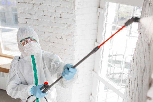 Mold Odor Removal Services in Bullhead City, AZ