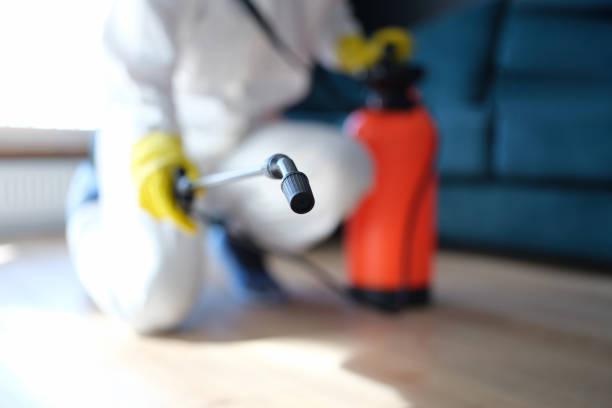 Best Basement Mold Removal  in Bullhead City, AZ