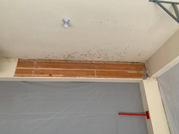 Best Mold Prevention Services  in Bullhead City, AZ