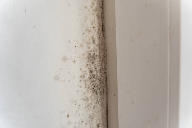 Mold Documentation for Insurance Claims in Bullhead City, AZ